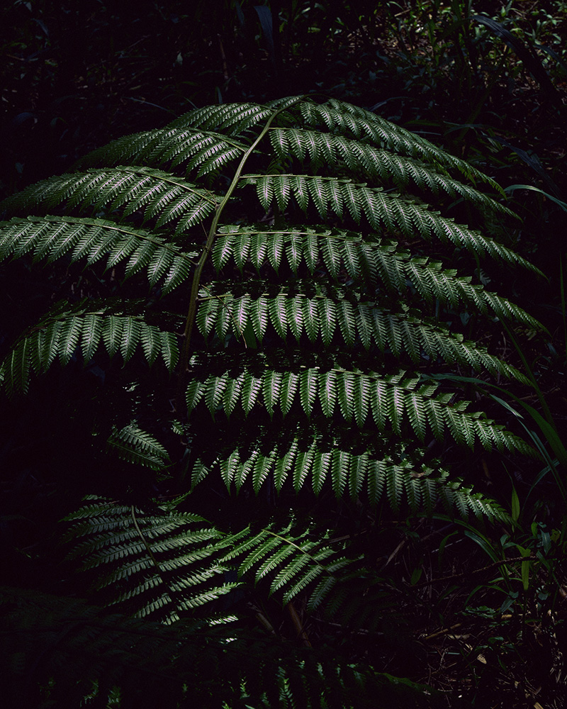 Green and Red: A Fine Art Photography Series by Alisa Morrison for Virtuogenix.Online